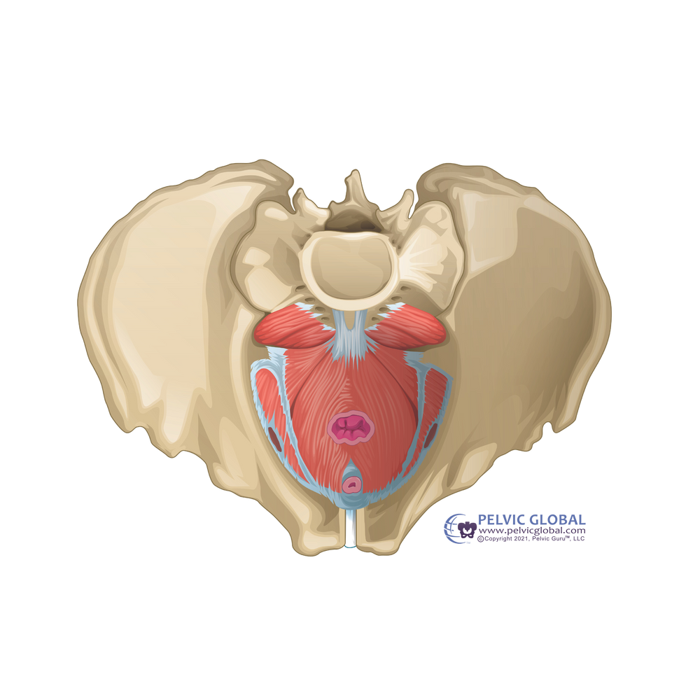 What is Pelvic Floor Physical Therapy?